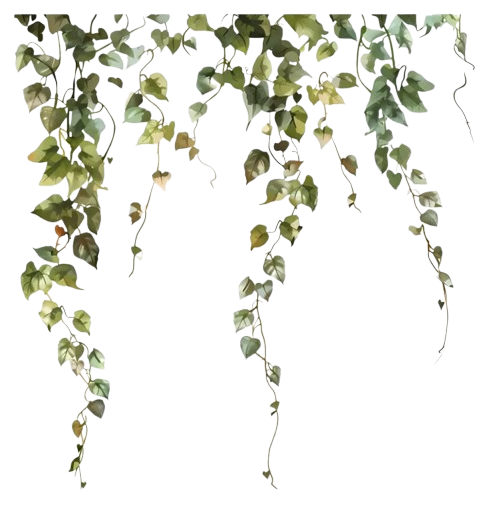 Left vine